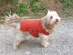 Warm Dog Sweater with Easy Buttons