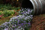 Flowers spilling out of buckets, by design