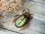 Beautiful Bead Embroidered Bugs